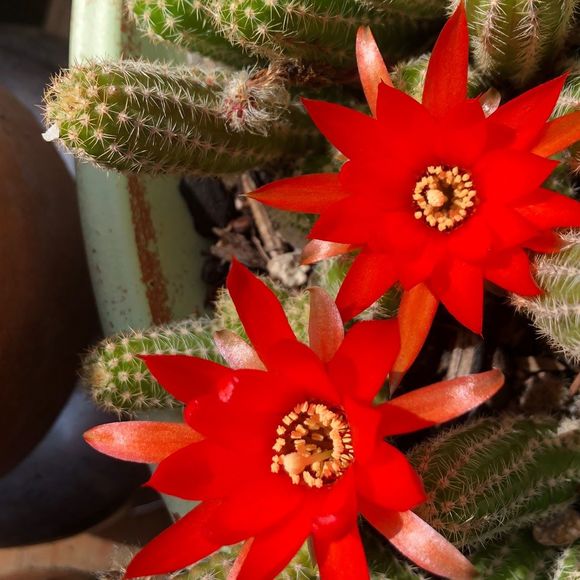 Meet your Posher, Kyle - Picture 1 of 1